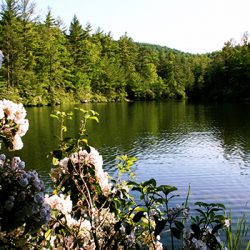 brevard homes and land in stones lake for sale