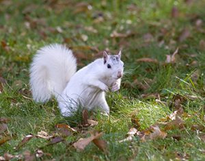 Brevard_White_Squirrel
